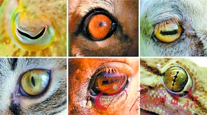动物是否凶猛关键看瞳孔
