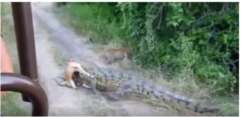 花豹偶遇鳄鱼吃饭本想蹭点，但刚出手就被虐的立刻灰溜溜逃走