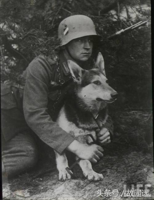 二战中那些陪伴军人出生入死的军犬