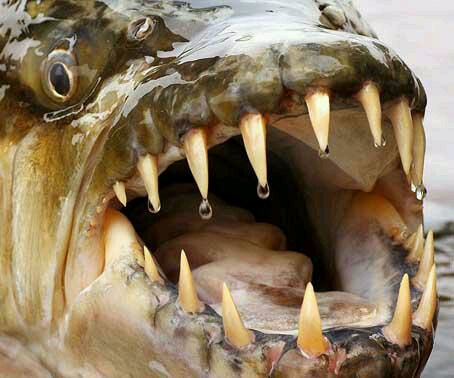十大恐怖鱼类 你知道食人鱼排第几位吗？