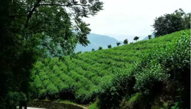 李刚看丝路：印度红茶与中国泾阳“茯茶”