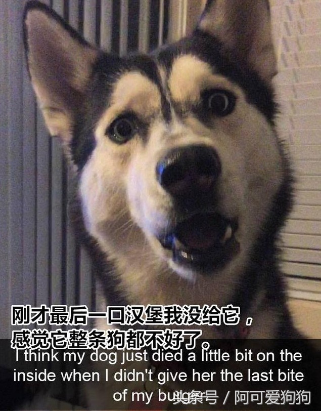 這些寵物狗狗配上文字，比相聲小品還搞笑！