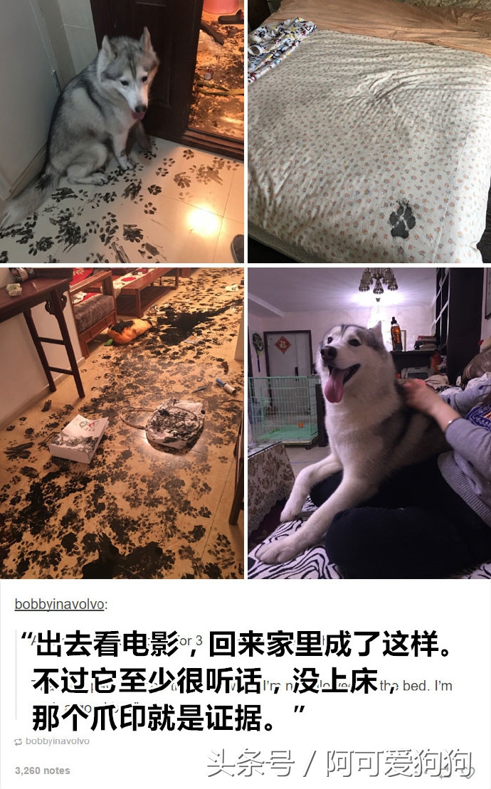 這些寵物狗狗配上文字，比相聲小品還搞笑！