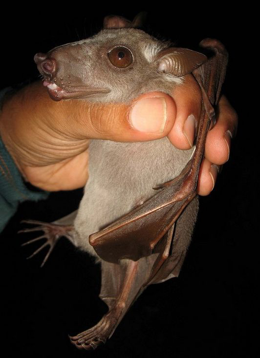 非洲蝙蝠鸟怎么养经验分享「精心整理」 -骁龙网