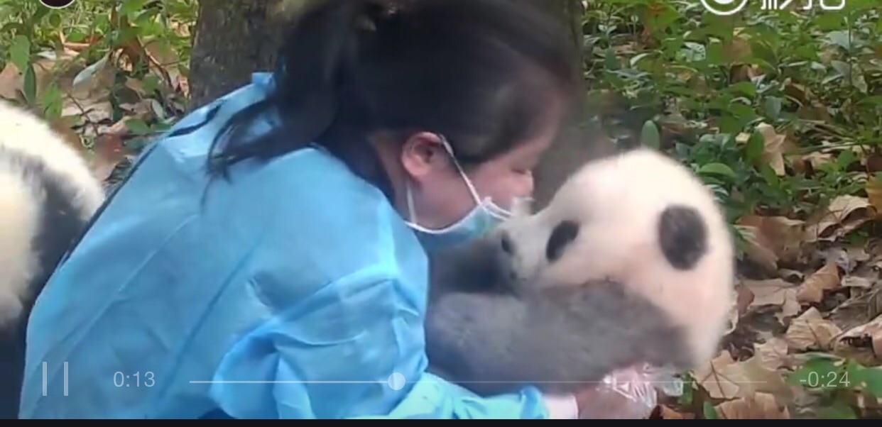 大熊猫为什么能听懂人话，是因为饲养员把它当人养了吗