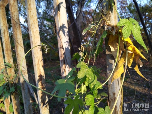 努比亚miniS拍照体验 拍照旗舰名不虚传