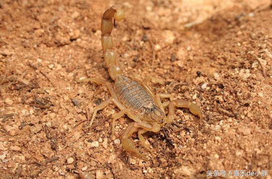 东亚钳蝎毒性大吗(详解全球10大致命毒蝎)