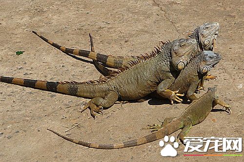 綠鬣蜥的顏色 幼年綠鬣蜥的身體一般呈綠色
