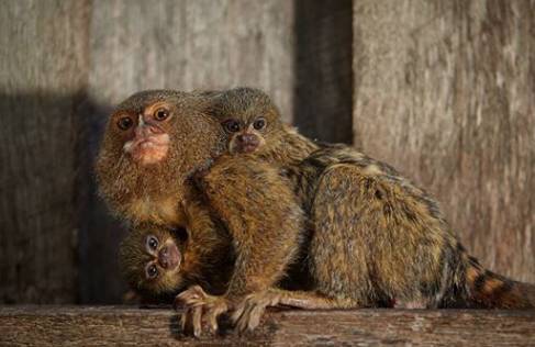 澳洲野生动物园三只稀有倭狨猴惨遭失窃!