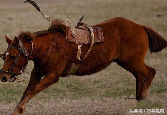 动物趣闻：七，动物的特异功能也是千奇百怪-第2张图片-大千世界