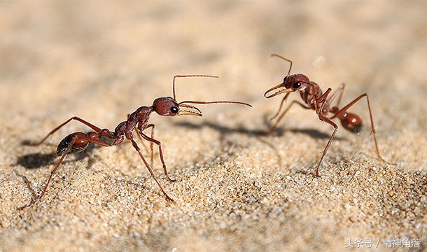 关于蚂蚁的知识有哪些，了解5个有关蚂蚁的趣味知识