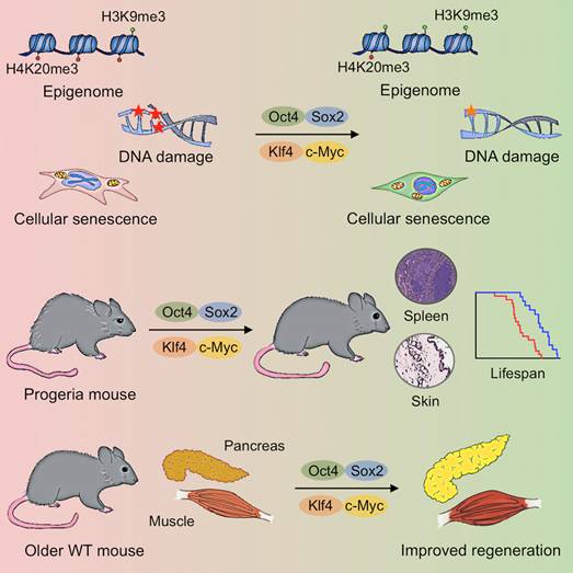 Cell重磅！细胞重编程让小鼠“返老还童”，10年后或可用于临床实验