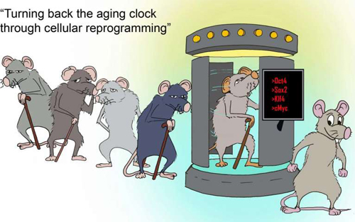 Cell重磅！细胞重编程让小鼠“返老还童”，10年后或可用于临床实验