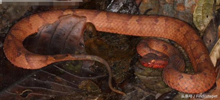 惊！印度发现新毒蛇物种，