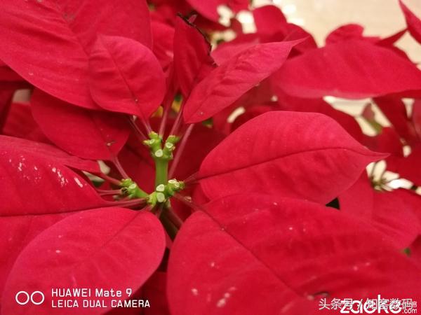華為Mate 9評測：生，逢時