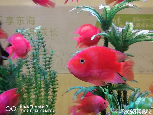 華為Mate 9評測：生，逢時