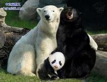 只有这熊货能让美帝跪舔中国，还让他们心甘情愿当奴才！