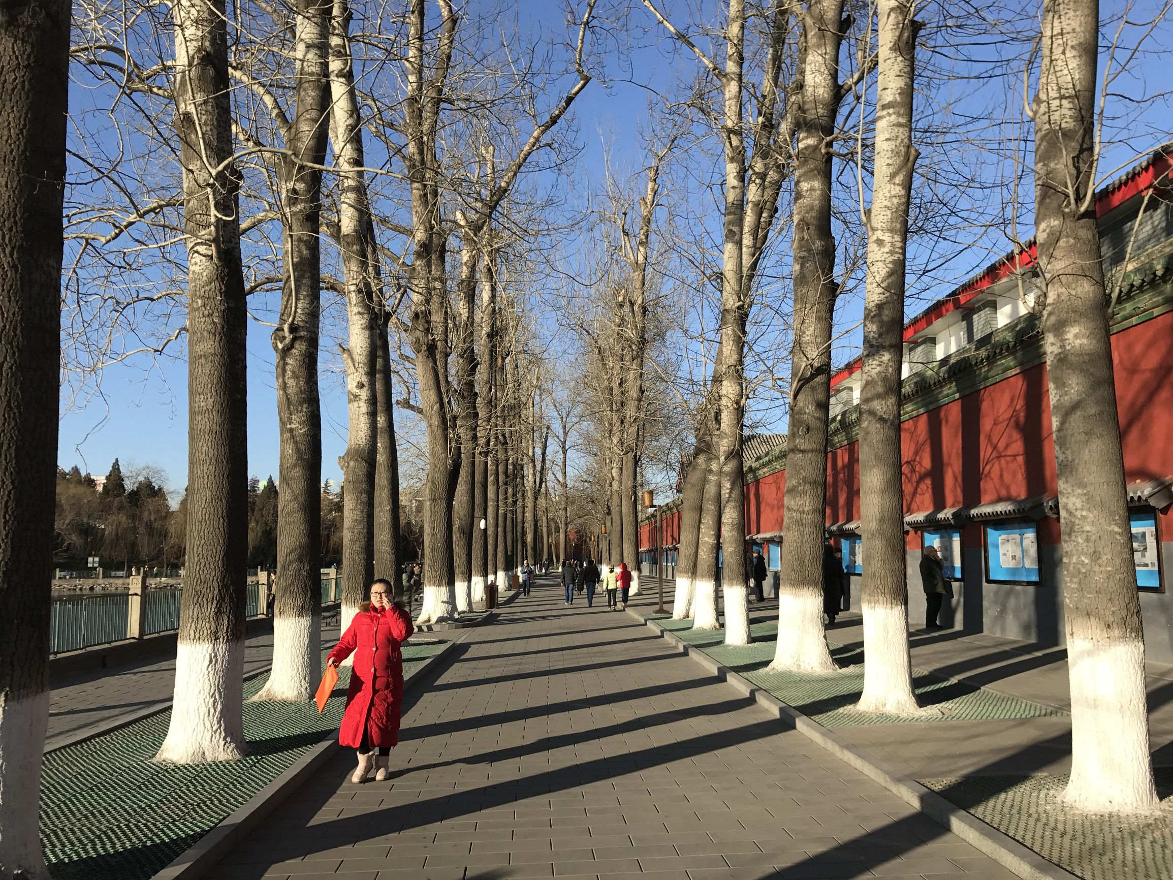 近日京城晴空万里 北海公园鸳鸯戏水惹无数游客竟折腰