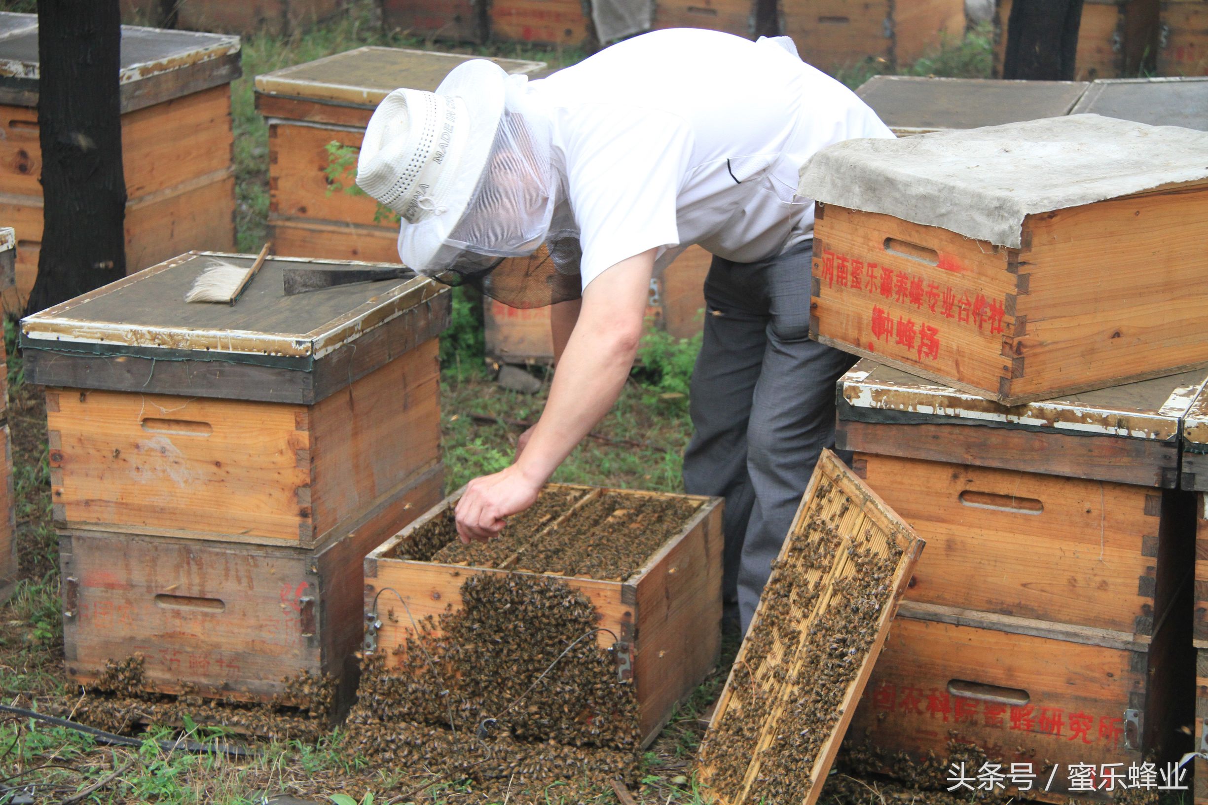 养蜂人患癌症几率最低，蜂王浆是功臣