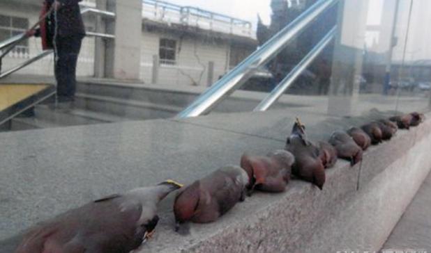 鸽子莫名其妙集体在楼下自杀，发现死亡原因人们愣住了！