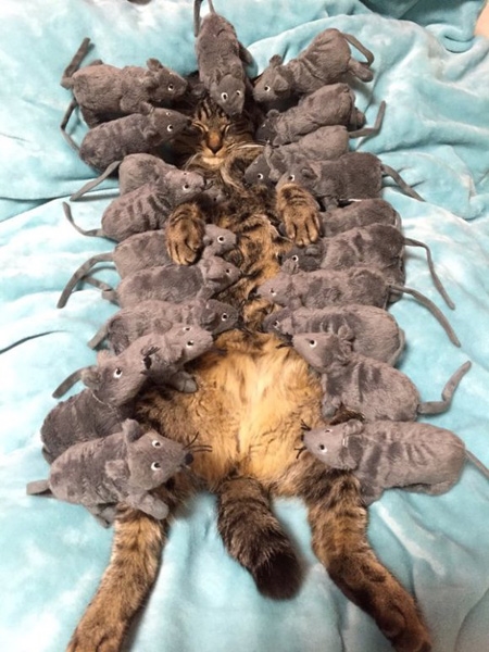 一只猫身上爬了21只老鼠：竟然还呼呼大睡