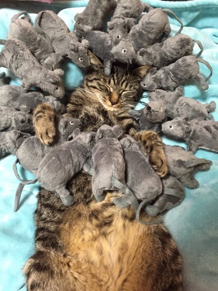 一只猫身上爬了21只老鼠：竟然还呼呼大睡