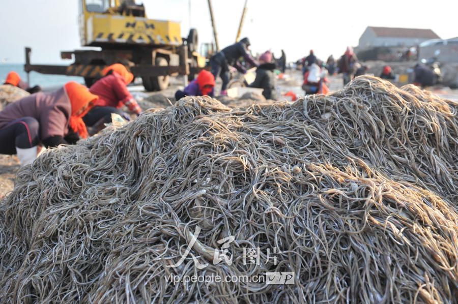 海龍魚圖片,海龍魚圖片大全
