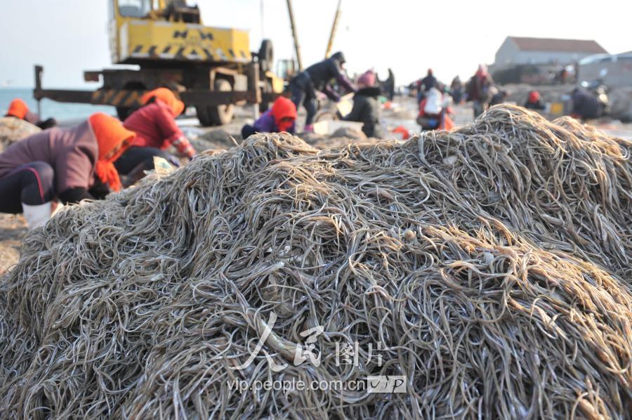 海龙鱼图片,海龙鱼图片大全