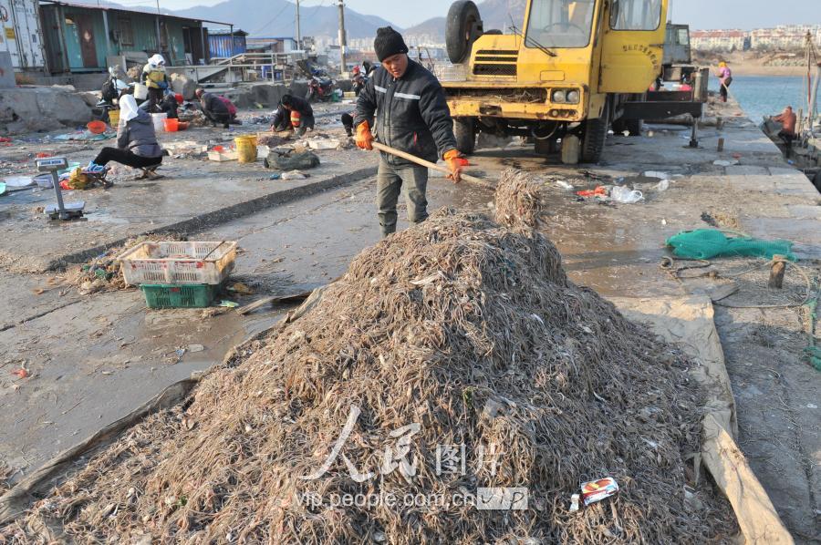 海龍魚圖片,海龍魚圖片大全