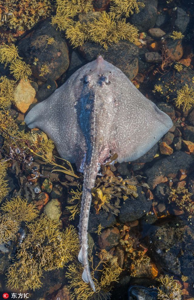 苏格兰水獭饿坏了 盯上大猎物——团扇鳐