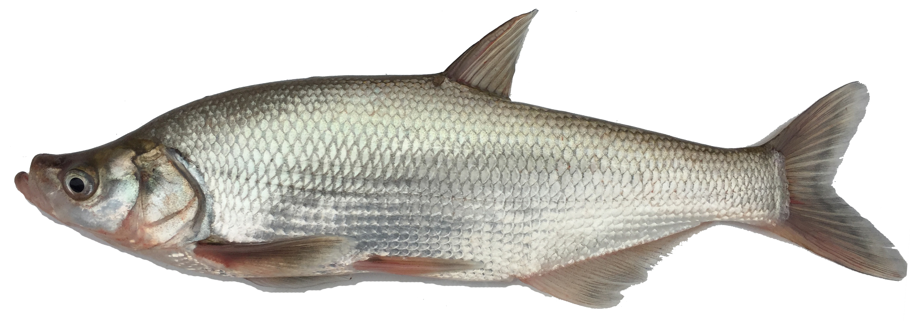 几种常见鱼的种类钓鱼爱好者你认识几种