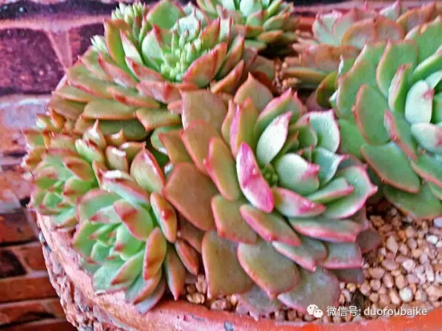 多肉串烧：我携美肉来拜年！