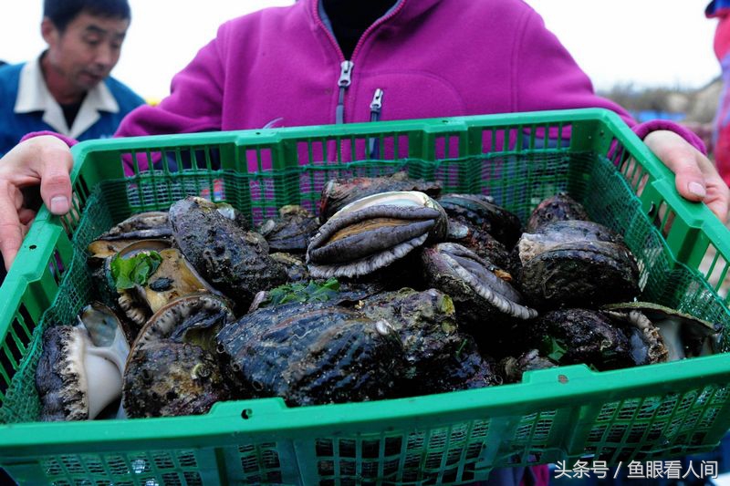 鲍鱼营养作用与功效（鲍鱼的营养药用价值及图片）