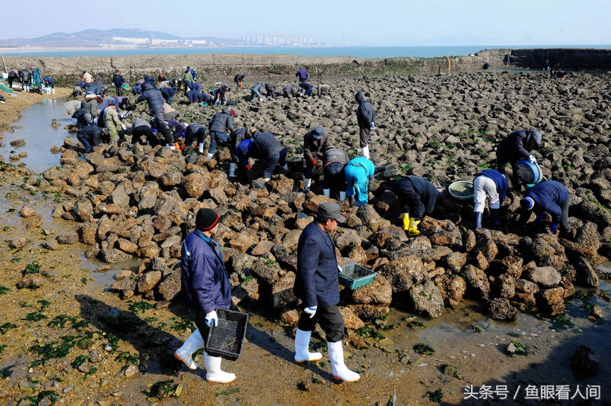 鲍鱼营养作用与功效（鲍鱼的营养药用价值及图片）