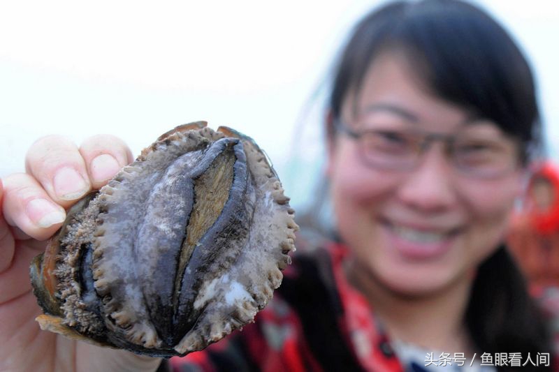 鲍鱼营养作用与功效（鲍鱼的营养药用价值及图片）