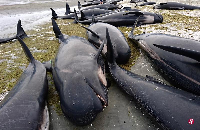 新西兰南岛400鲸鱼搁浅 七成死亡