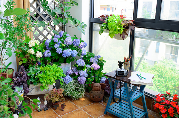 当绿色的植物布满了阳台