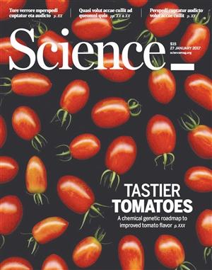 深圳科学家研究美味番茄 为改良风味物质绘制路线图