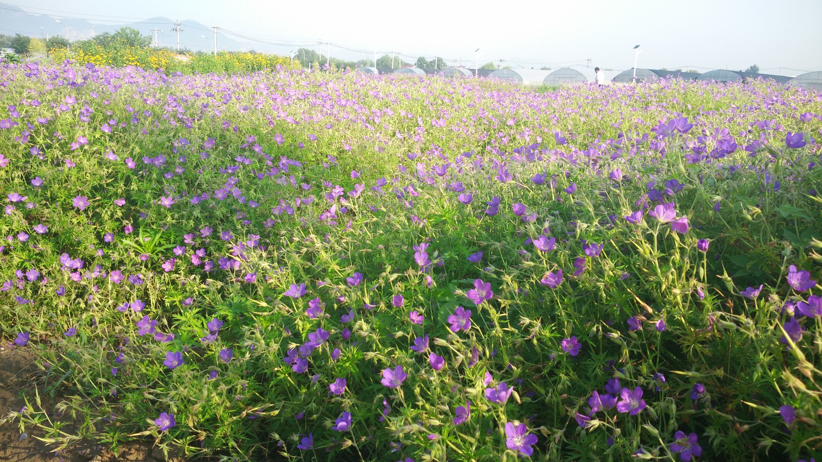草本花卉(一二年生和多年生)