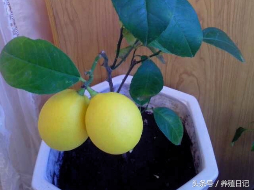 在阳台上种柠檬，不仅是树美花香的盆栽，还能结果子榨汁喝