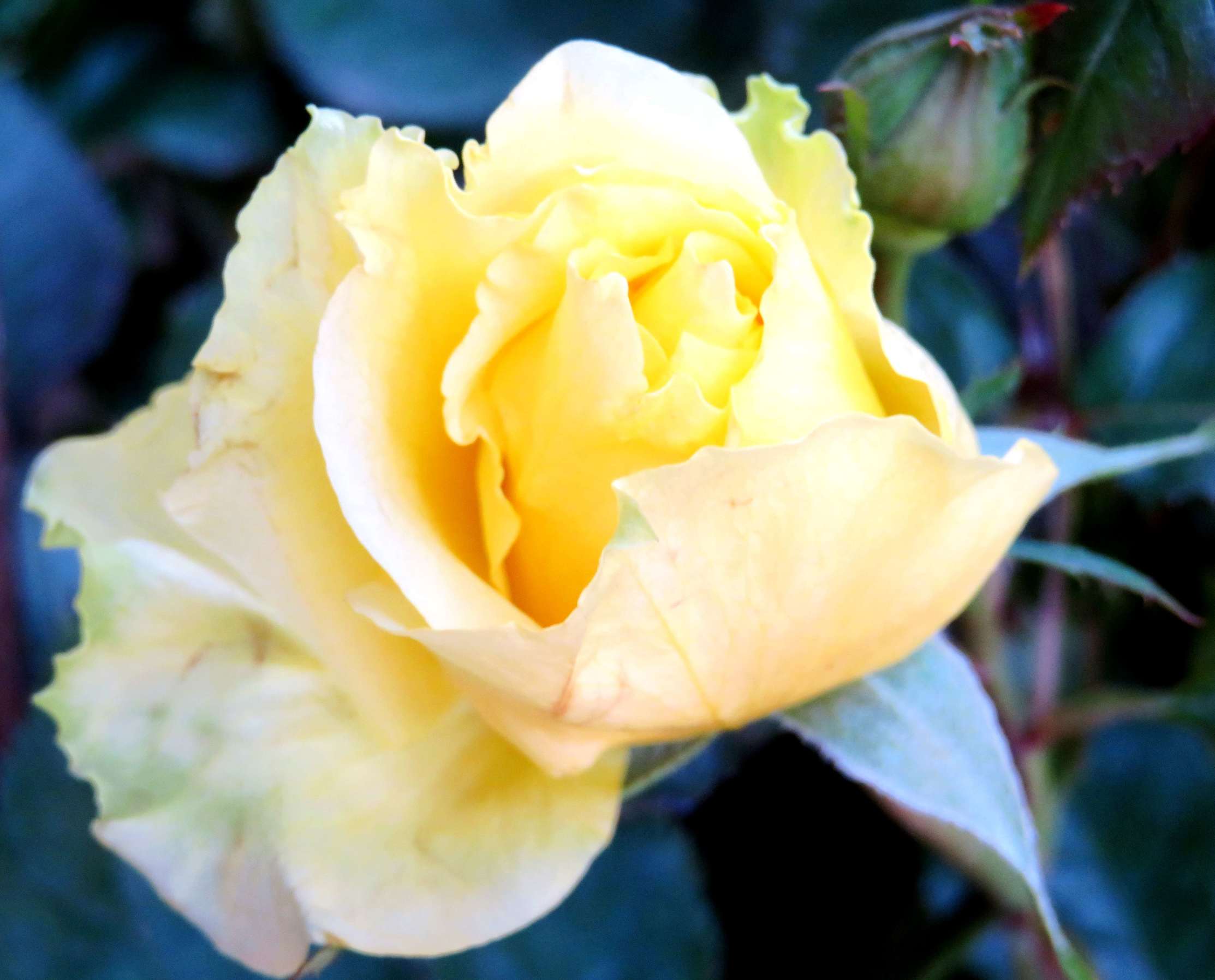 黄玫瑰是切花月季中的黄色品种