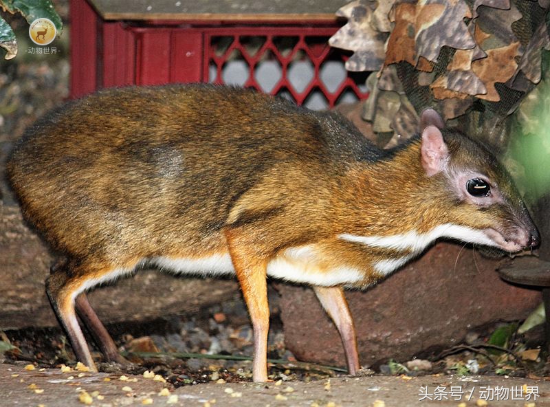 一级保护动物有哪些(盘点十种国家一级保护动物比重熊猫)