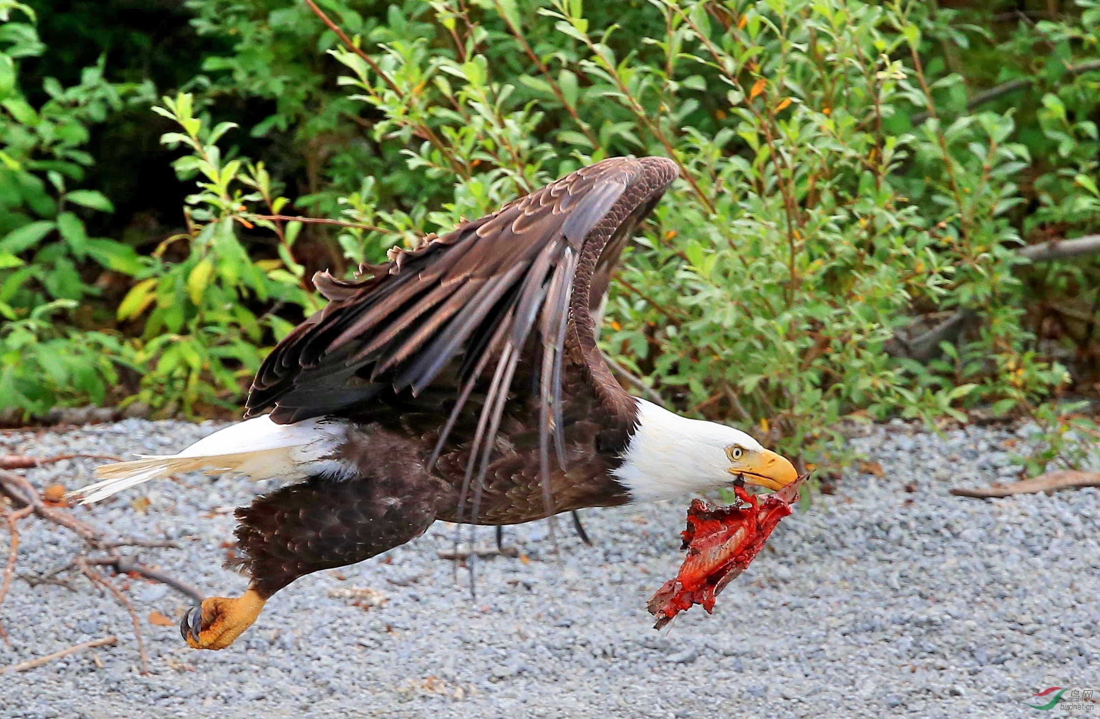 世界三大猛禽(十大猛禽排行榜:贼鸥入围,游隼第4,角雕第3,冠军是金雕?