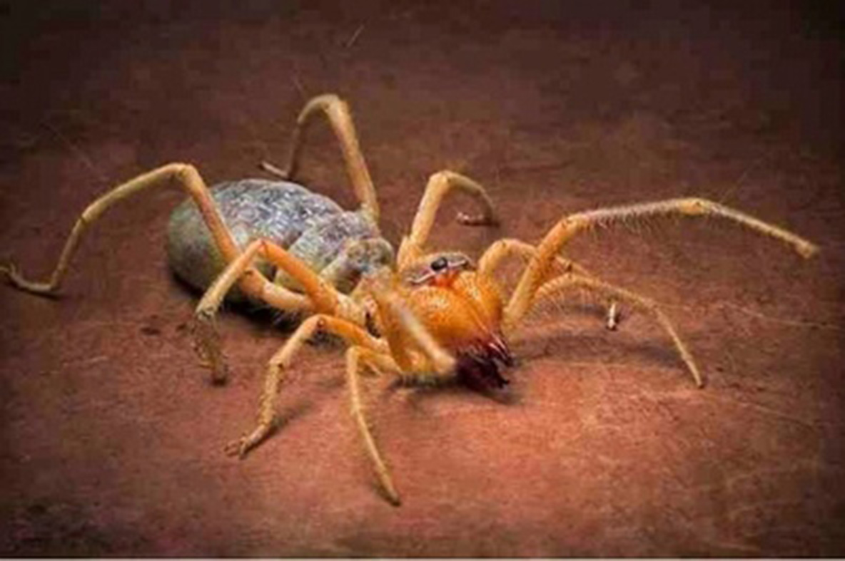 生命力最强的生物(科普动物界生命力最顽强的10种生物)