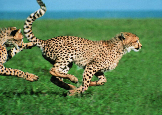 地球上10大奔跑最快的动物，狮子第六，鸵鸟第四，第一实至名归