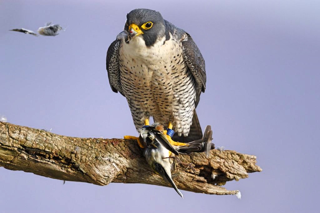 世界三大猛禽(十大猛禽排行榜:贼鸥入围,游隼第4,角雕第3,冠军是金雕?