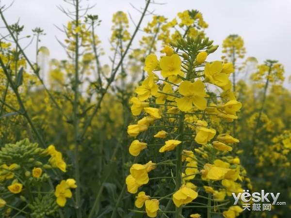 给你想要的速度和颜值 荣耀V9手机评测