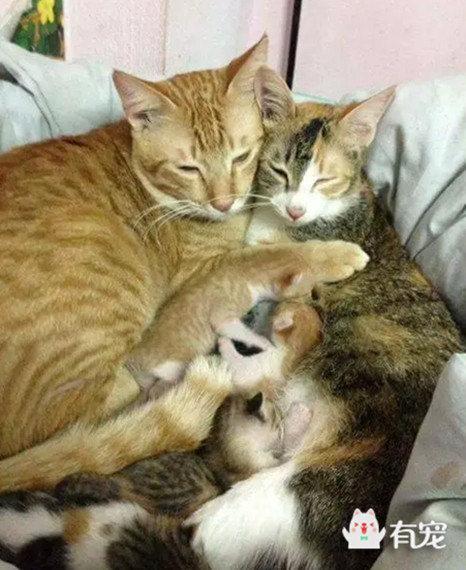 猫爸爸全程照顾母猫产子并抚育小猫