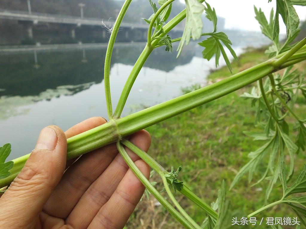 益母草图片大全大图（益母草可以治疗11种不同的病）