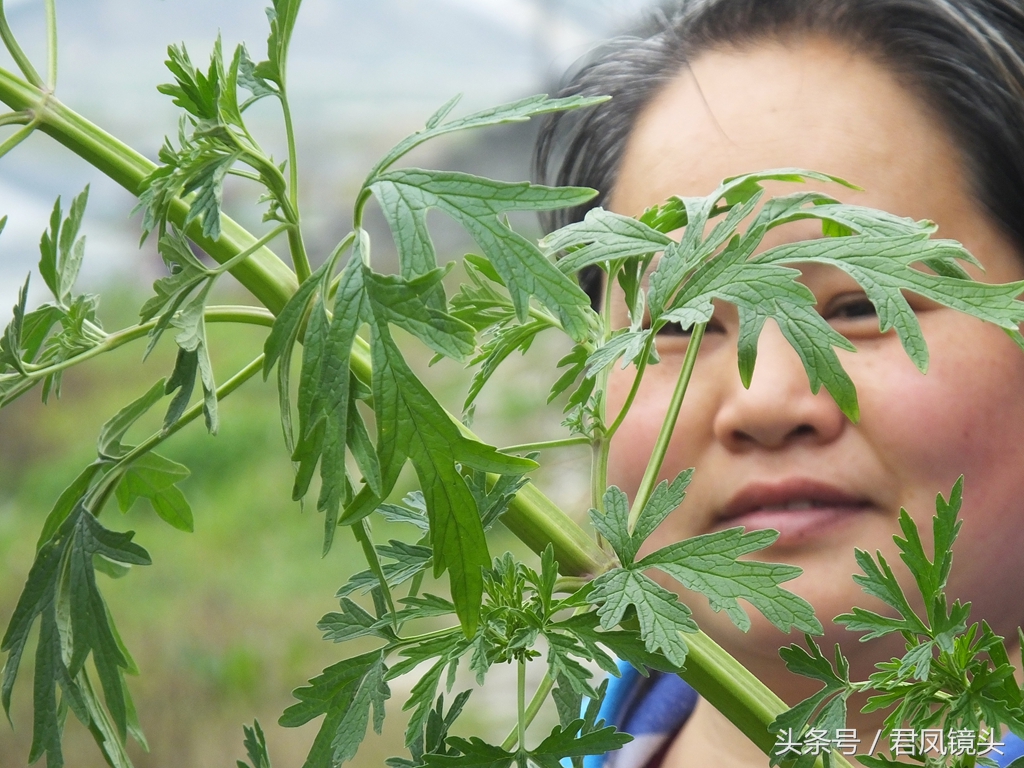 益母草长啥样（深扒历代医家治疗妇科病的要药益母草）